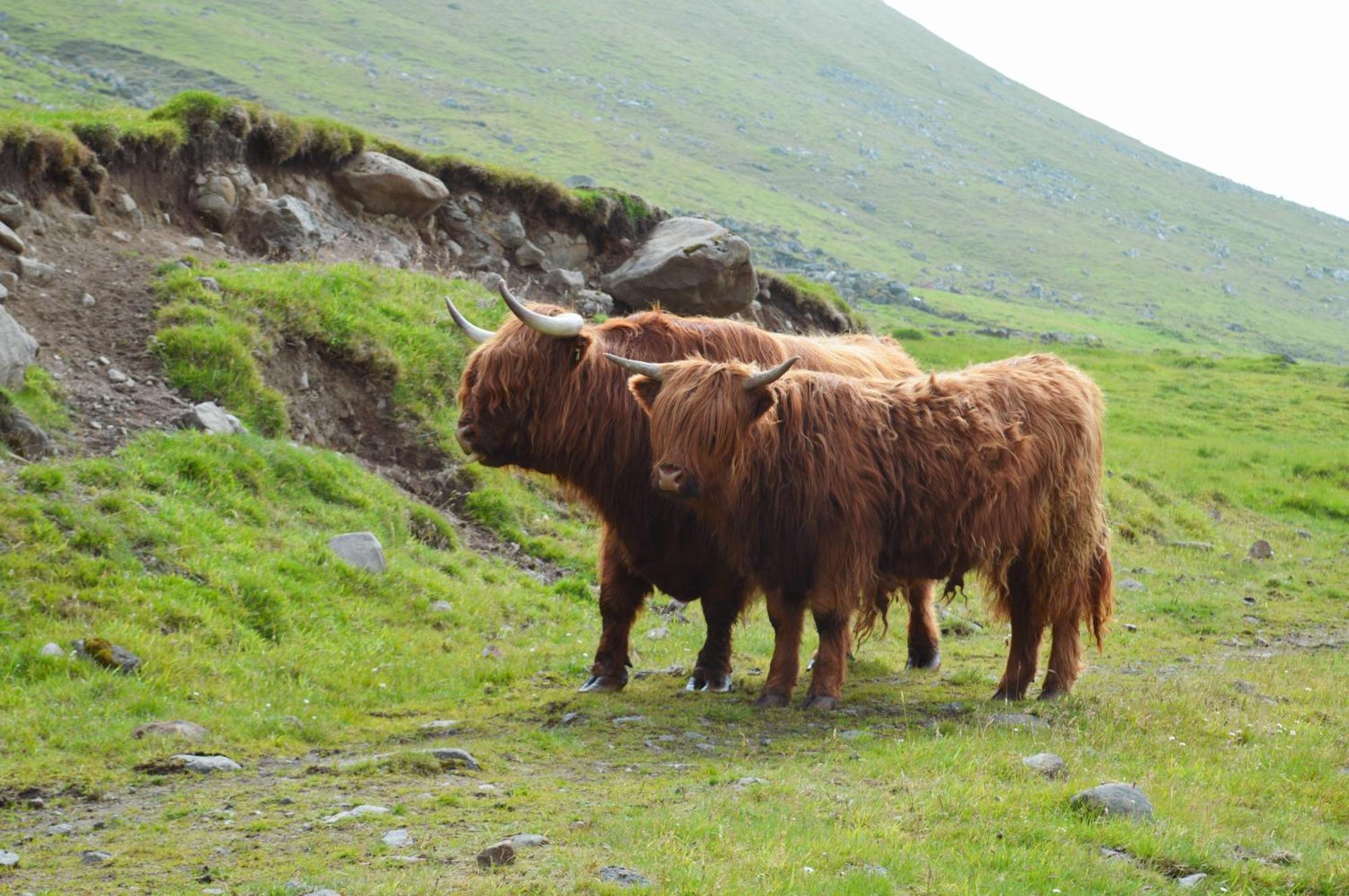 Mulafossur Cottages By Famous Waterfall In Gasadalur Extérieur photo